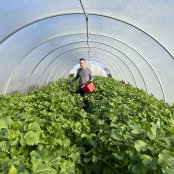 5 - Concimazione Brassica Carinata